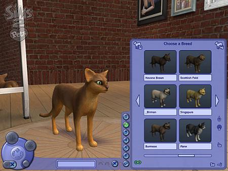chaton des sims2